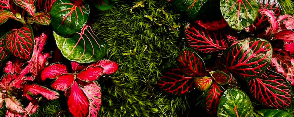 PALACKKERT FLORÁRIUM